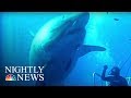 Say Hello to Deep Blue: ‘The Biggest Shark Ever Filmed’ | NBC Nightly News
