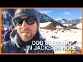 Dog Sledding in Jackson Hole | Stefan James Vlog