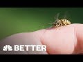 There’s A Better Way To Treat A Bee Sting | Better | NBC News