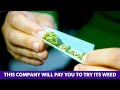 Get paid up to $36K to smoke and review weed