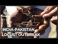 India and Pakistan face the worst locust attack in decades
