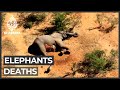 Botswana reports mysterious deaths of hundreds of elephants