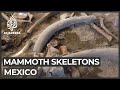 Mexico uncovers biggest collection of ice-age mammoth skeletons