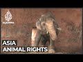 Pakistanis celebrate release of 'world's loneliest elephant'