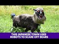Robot scares off bears in Japanese farm town