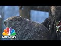 Groundhog Day 2021: Watch Punxsutawney Phil Predict 6 More Weeks Of Winter | NBC News NOW