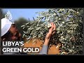 Libya's olive harvest: Small town continues centuries-old industry