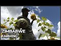 Young Zimbabweans turn to farming to survive