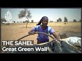 Sahel’s Great Green Wall: Communities say project to plant trees is failing