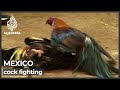 Al Jazeera gains rare access to Mexico cockfighting event