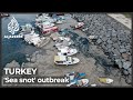 Turkey’s ‘Sea snot’: Dense algae choking wildlife