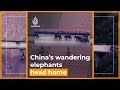 China’s herd of wandering elephants finally headed home | Al Jazeera Newsfeed