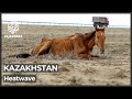 Scorching heat in Kazakhstan turns farm fields into grave site
