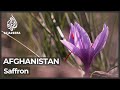Saffron brings hope to Afghanistan amid economic collapse