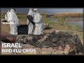 Israelis concerned as deadly bird flu spreads amid COVID crisis