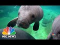 Race to Rescue Manatees Dying At Unprecedented Rate in Florida