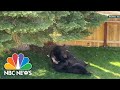 DNA Evidence Saves 500-Pound Black Bear ‘Hank The Tank’ From Euthanasia