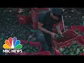 U.S. Suspends Mexican Avocado Imports Due To Organized Crime