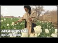 Afghan opium fields bloom as economy wilts