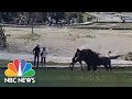 Bison Gores Yellowstone National Park Visitor