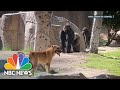 Watch: Stray Dog Wanders Into San Diego Gorilla Enclosure