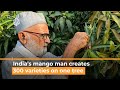 India's mango man creates 300 varieties on one tree