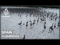Spain’s flamingos face climate change threat