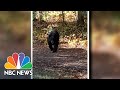 Neighbor Helps Rescue Connecticut Boy From Bear Attack