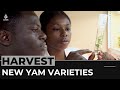 Nigeria's scientists develop new yam varieties to boost harvest