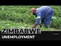 Zimbabwe new graduates start farming due to job shortage
