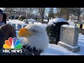Watch: Dramatic capture of bald eagle sickened by rat poison