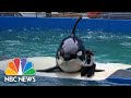 Lolita the orca to return to home waters after 50 years in captivity