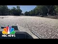 Millions of dead fish clog Australian river after floods and hot weather