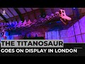Titanosaur: World’s biggest-ever dinosaur goes on display in London