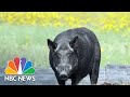 U.S. fighting to stop Canadian ‘super pigs’ from invading