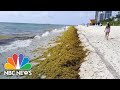 Masses of seaweed multiplying at record-breaking levels and heading for Florida’s beaches