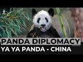 Millions of Chinese welcome Ya Ya panda home after US stay