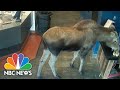 WATCH: Moose with the munchies grabs popcorn snack at movie theater