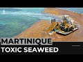 Sargassum crisis: Fishermen in Martinique develop solutions