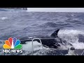 Watch: Killer whale attack caught on camera near Morocco