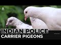 Pigeon patrol: Indian police keep airborne division alive