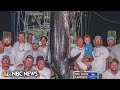 Shark bite disqualifies a caught marlin worth $3.5 million from contest