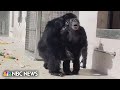 Watch: Chimpanzee is awestruck after seeing open sky after 28 years in a cage