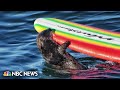 Sea otter bites and steals surfboards in California