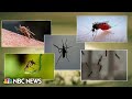 Seven locally transmitted malaria cases found in Florida and Texas