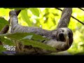 Come with us to the world’s most important ecosystems — the rainforest! | Nightly News: Kids Edition