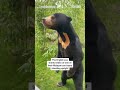 English zoo confirms bear on hind legs is real
