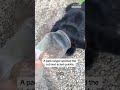 Woman saves bear cub with head stuck in container