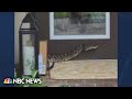 Florida Amazon driver in ‘serious condition’ after rattlesnake bite