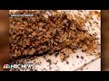 Bed bug infestation sweeps Paris with concerns the pests will spread beyond France